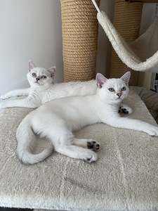 Brittiläinen lyhytkarva british shorthair (6 valokuva sivusta 9)