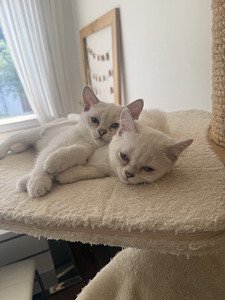 Brittiläinen lyhytkarva british shorthair (7 valokuva sivusta 9)