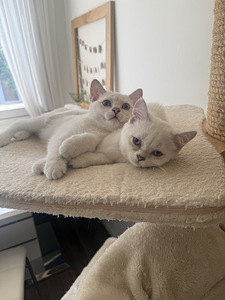 Brittiläinen lyhytkarva british shorthair (8 valokuva sivusta 9)