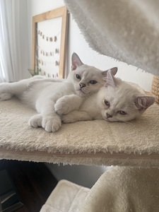 Brittiläinen lyhytkarva british shorthair (9 valokuva sivusta 9)