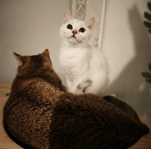 Шотландские котята (2 фото из 2)