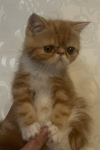 Котята экзотической породы (2 фото из 10)
