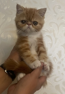 Котята экзотической породы (3 фото из 10)