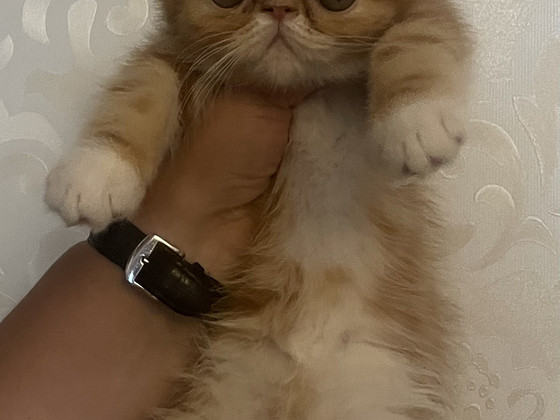 Котята экзотической породы