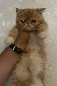 Котята экзотической породы (1 фото из 10)