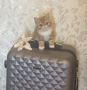 Котята экзотической породы (4 фото из 10)