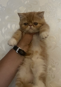Котята экзотической породы (5 фото из 10)