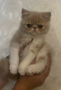 Котята экзотической породы (6 фото из 10)