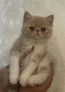 Котята экзотической породы (7 фото из 10)