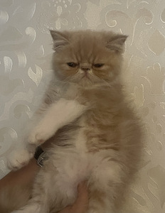 Котята экзотической породы (8 фото из 10)