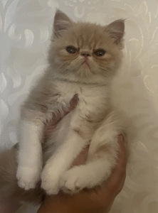 Котята экзотической породы (9 фото из 10)