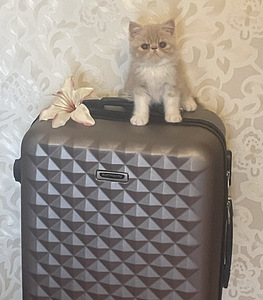 Котята экзотической породы (10 фото из 10)
