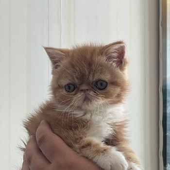 Котята экзотической породы