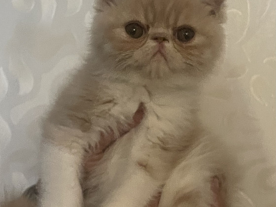 Котенок экзотической породы