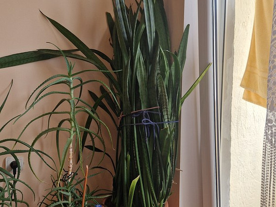 Sansevieria - havisaba - ämma keel