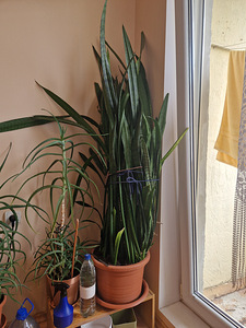 Sansevieria - havisaba - ämma keel (1 foto / 1)