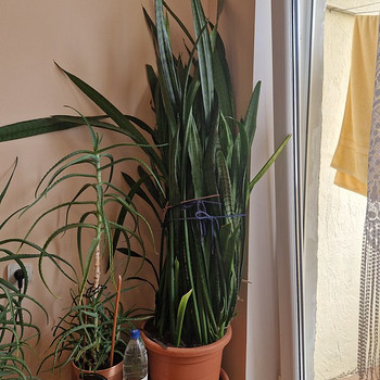 Sansevieria - havisaba - ämma keel
