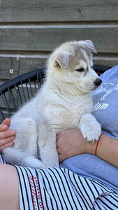 Siberi husky kutsikas EKL/FCI tõutunnistusega (1 foto / 2)