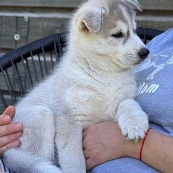 Siberi husky kutsikas EKL/FCI tõutunnistusega