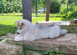Siberi husky kutsikas EKL/FCI tõutunnistusega (2 foto / 2)