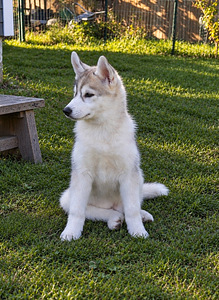 Siberi husky kutsikas EKL/FCI tõutunnistusega (1 foto / 2)