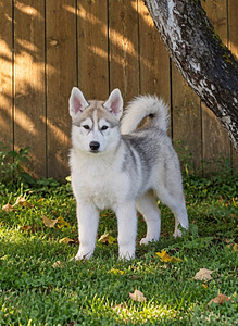 Siberi husky kutsikas EKL/FCI tõutunnistusega (2 foto / 2)