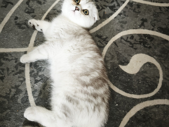 Шотландцы