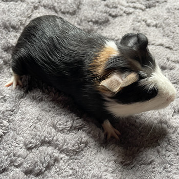 Merisiga