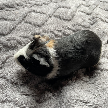 Merisiga