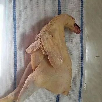 Курицы