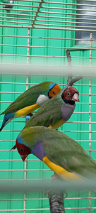 Müüa Ehisamadiinid, isased linnud (3 foto / 3)