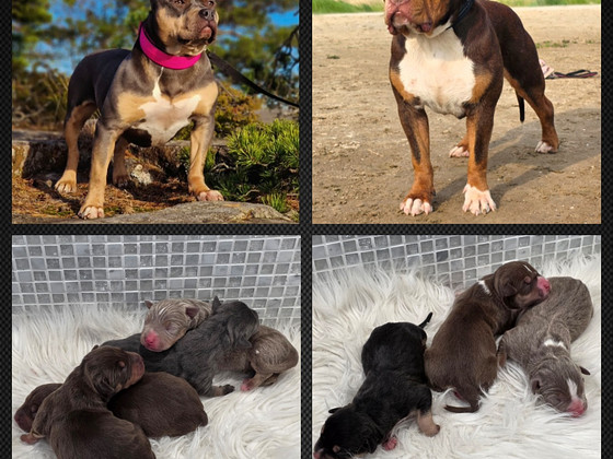 Americanbully pentue