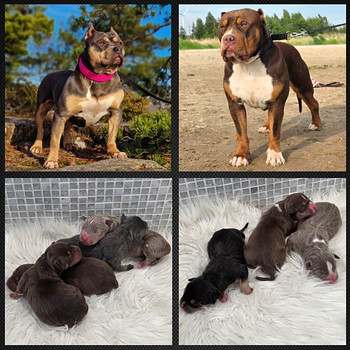 Americanbully pentue
