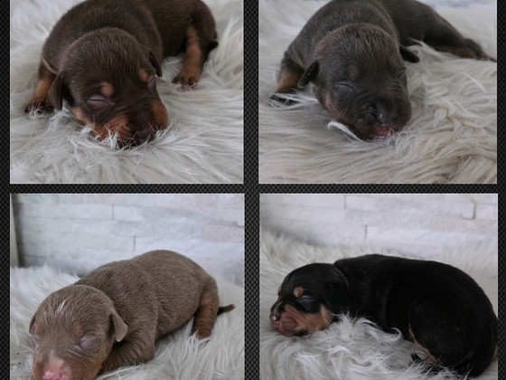 Americanbully pentue