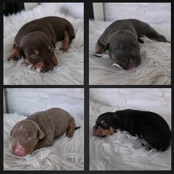 Americanbully pentue