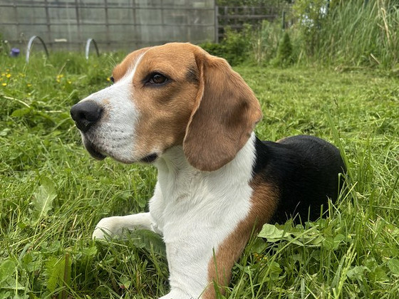 Beagle otsib pruuti