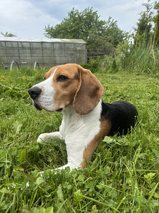 Beagle otsib pruuti (1 foto / 1)
