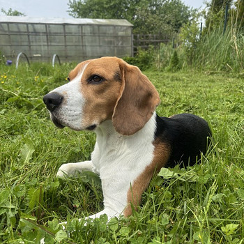 Beagle otsib pruuti