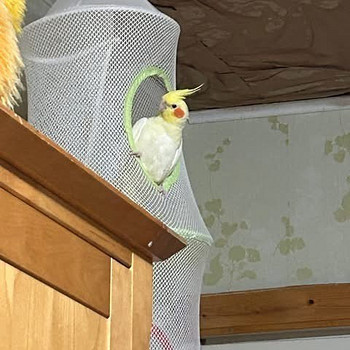 Обменять кореллу