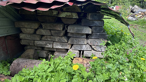 Kuuse prussid (2 foto / 2)
