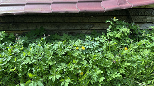 Kuuse prussid (1 foto / 2)