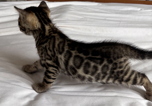 Бенгальские котята (3 фото из 10)