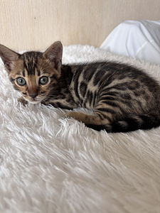 Бенгальские котята (7 фото из 10)