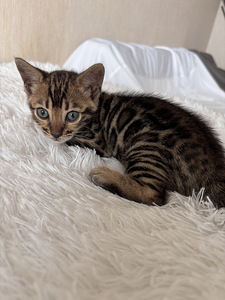 Бенгальские котята (8 фото из 10)