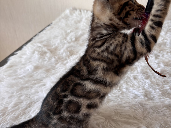 Бенгальские котята