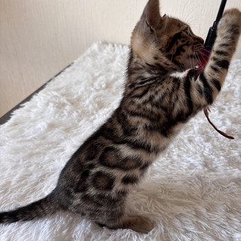 Бенгальские котята