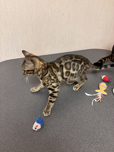 Бенгальский котёнок (2 фото из 8)