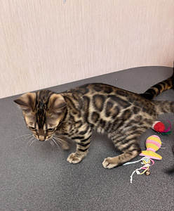 Бенгальский котёнок (3 фото из 8)