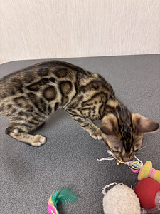 Бенгальский котёнок (7 фото из 8)