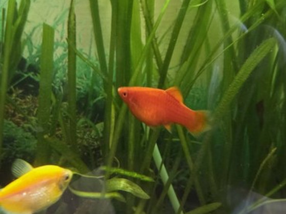 Платида - Xiphophorus maculatus red coral